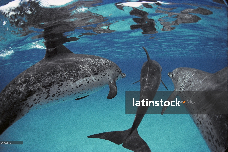 Grupo de delfín manchado Atlántico (frontalis de Stenella) de adultos y juveniles, Bahamas