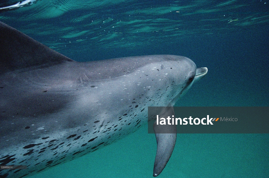 Retrato submarino delfín manchado Atlántico (frontalis de Stenella), Bahamas