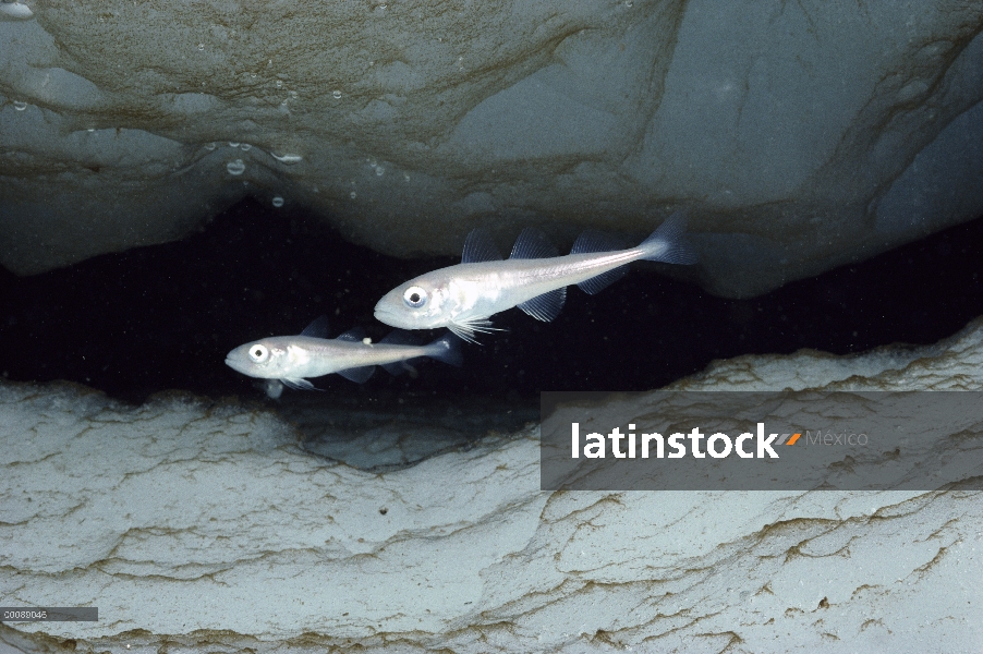 Juveniles de bacalao (Arctogadus glacialis) polar abrigo protector de grietas en el hielo, entrada d