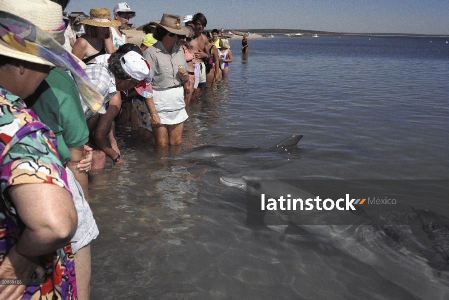 Grupo de delfines (Tursiops truncatus) mulares con los turistas en aguas poco profundas, Monkey Mia,