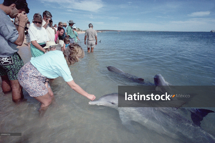 Grupo de delfines (Tursiops truncatus) mulares con los turistas en aguas poco profundas, Monkey Mia,