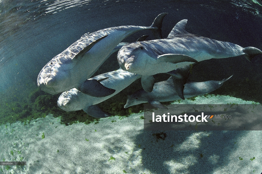 Delfín mular (Tursiops truncatus) cuatro submarinos, Hyatt Waikoloa, Hawai