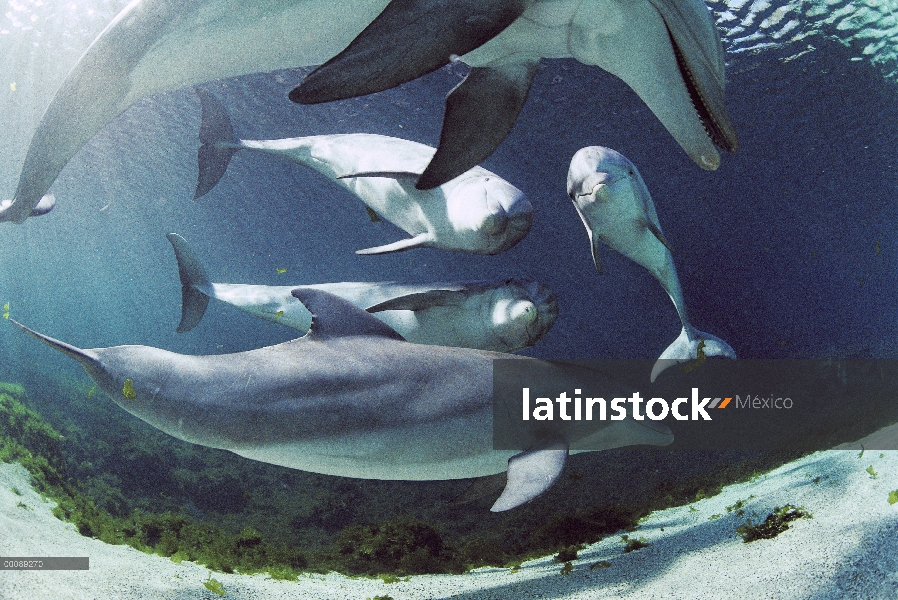 Grupo de delfines (Tursiops truncatus) de mulares natación, Hawaii