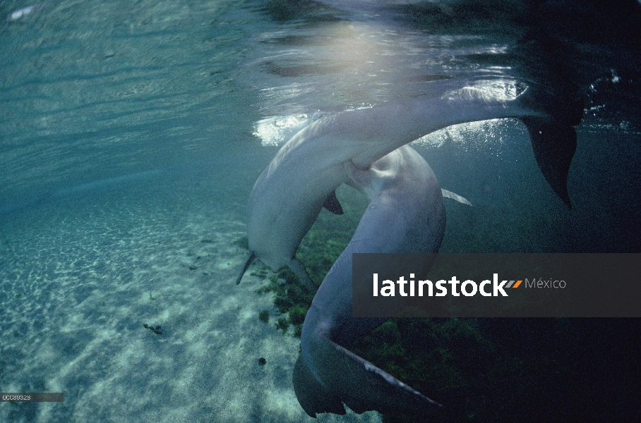 Par de delfines (Tursiops truncatus) mular apareamiento bajo el agua, Hyatt Waikoloa, Hawai