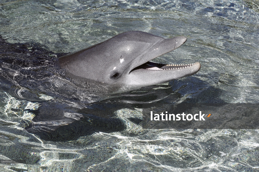 Animal cautivo de tonina Delfín (Tursiops truncatus), Hawaii