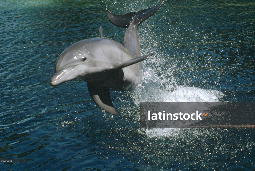 Delfín mular (Tursiops truncatus) salto, Hawaii, animal cautivo