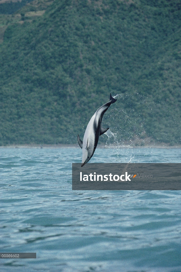 Delfín oscuro (Lagenorhynchus obscurus) salto, Kaikoura, Nueva Zelanda