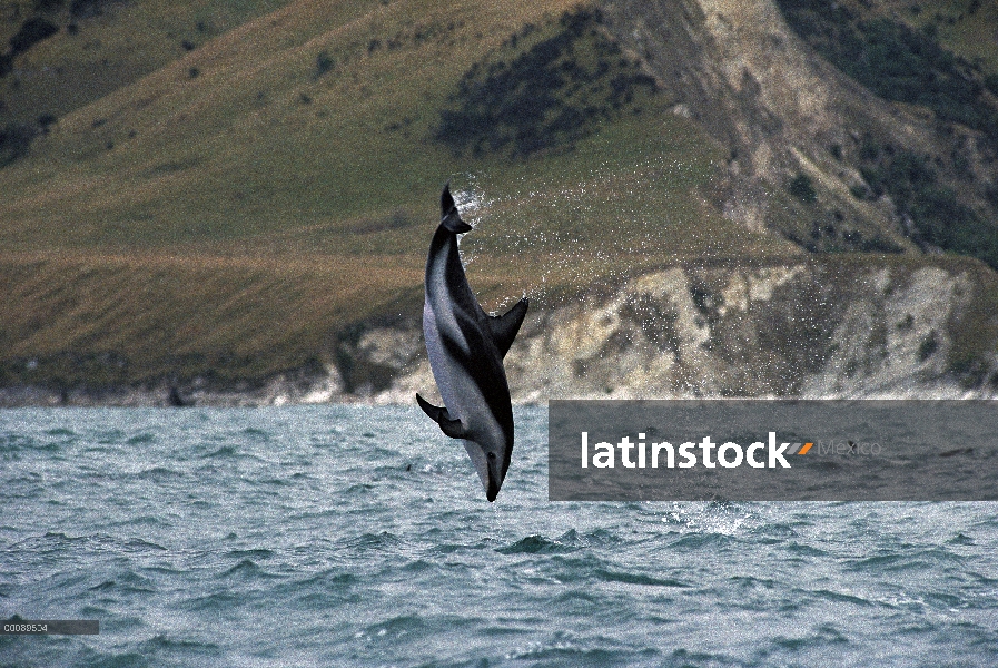 Delfín oscuro (Lagenorhynchus obscurus) salto de agua, Kikoura, Nueva Zelanda