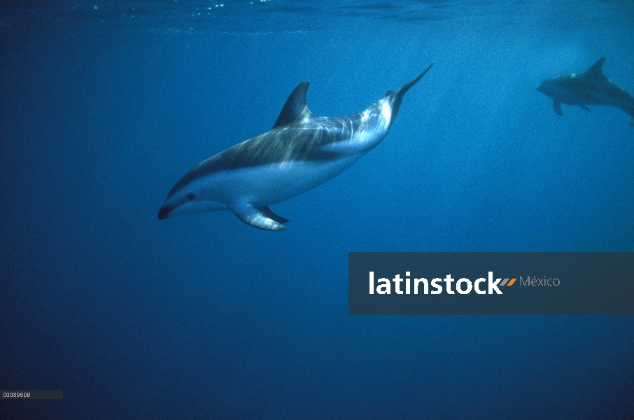 Par de delfines (Lagenorhynchus obscurus) oscuras nadando bajo el agua, Nueva Zelanda