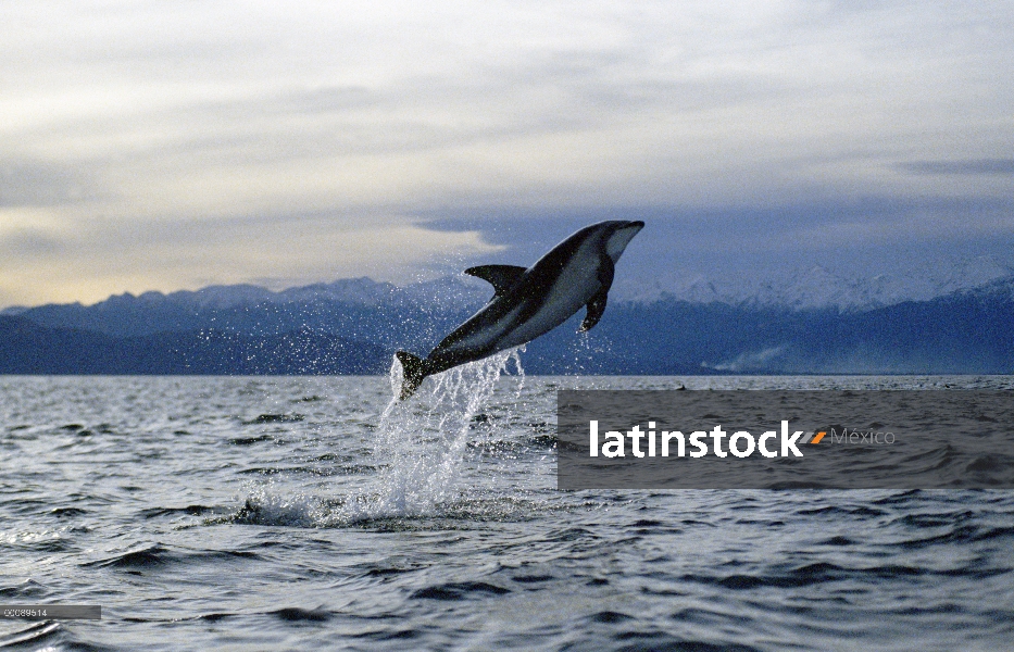 Delfín oscuro (Lagenorhynchus obscurus) saltando, Nueva Zelanda