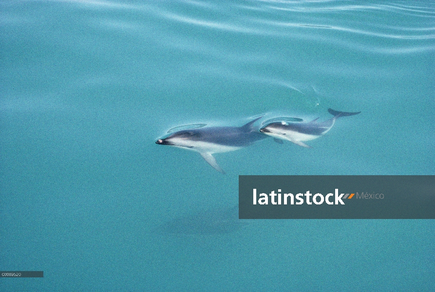 Oscura madre Delfín (Lagenorhynchus obscurus) y pantorrilla superficie, Nueva Zelanda