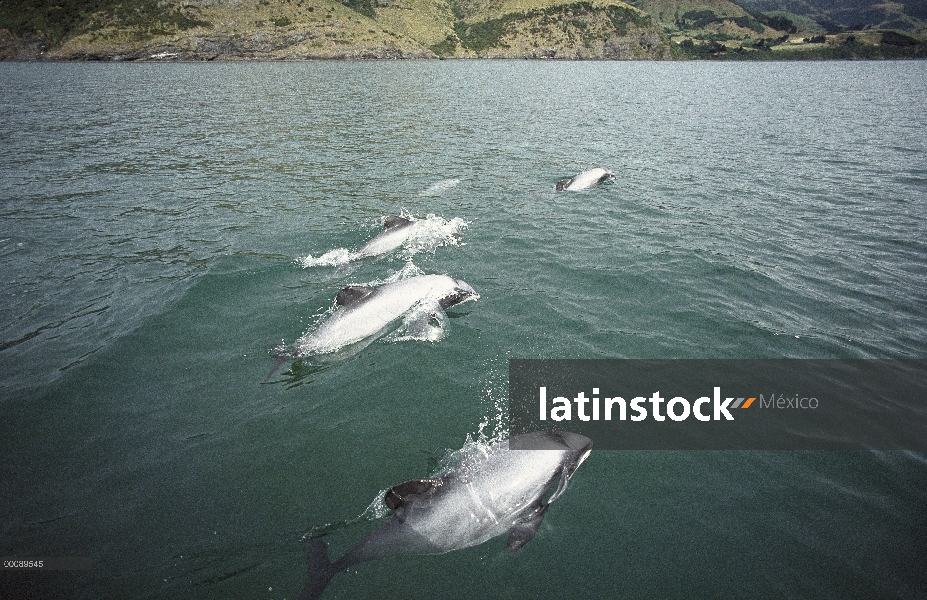 Vaina de delfines (Cephalorhynchus hectori) Hector superficie en Bahía de Akaroa, Nueva Zelanda