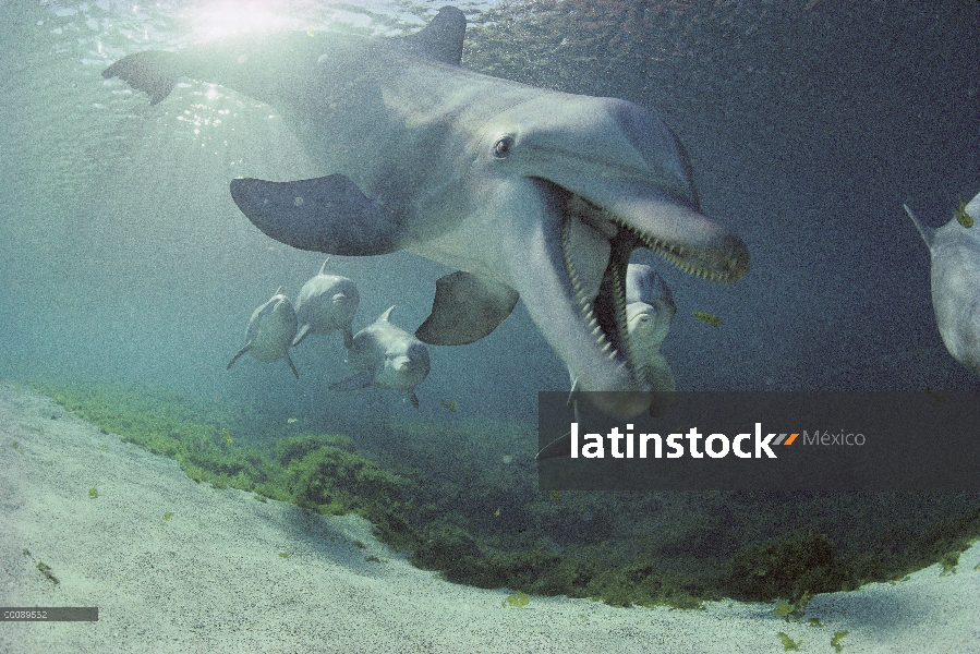 Delfín mular (Tursiops truncatus) llamar, Hyatt Waikoloa, Hawai