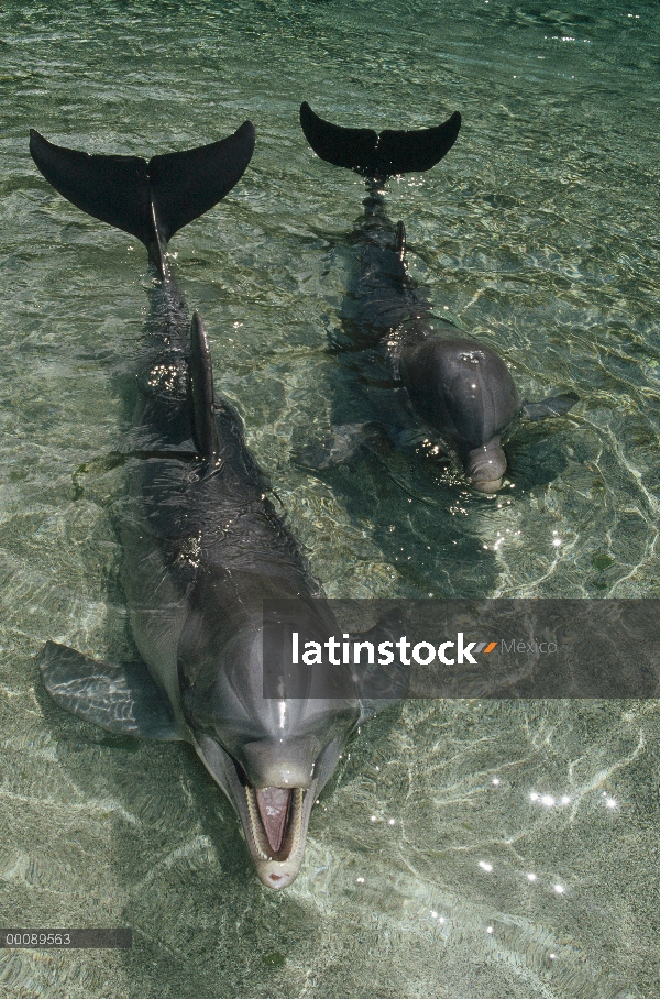 Par de delfines (Tursiops truncatus) de mulares, Hawaii