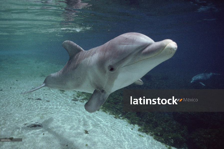 Delfín mular (Tursiops truncatus) bajo el agua, Hyatt Waikoloa, Hawai