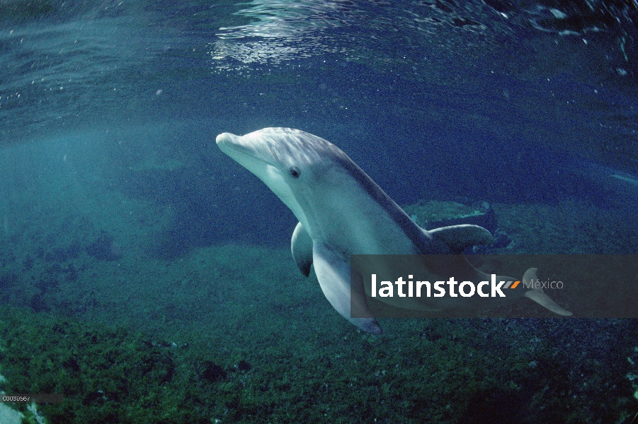 Bajo el agua, retrato de tonina Delfín (Tursiops truncatus) Hyatt Waikoloa, Hawai