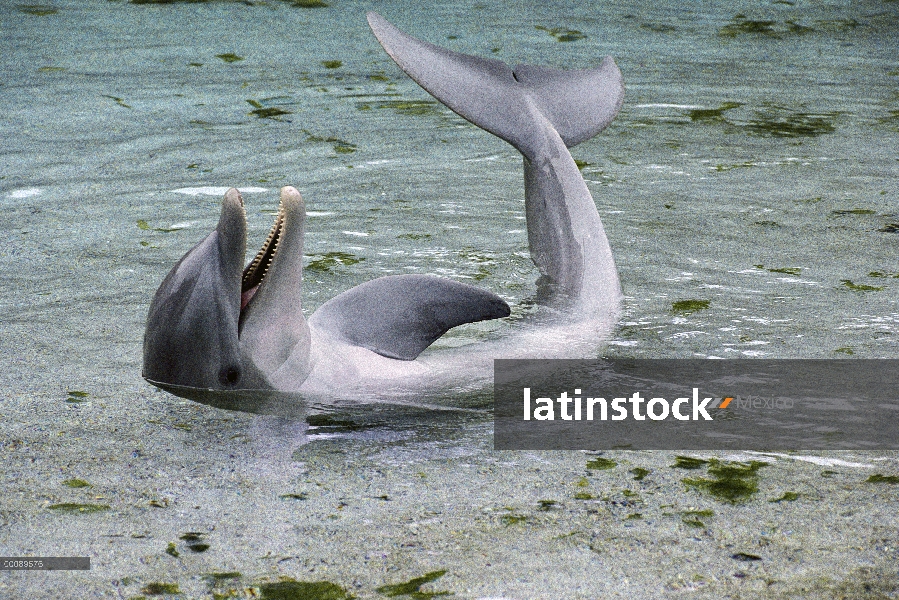 Delfín mular (Tursiops truncatus) en aguas poco profundas, Hawaii