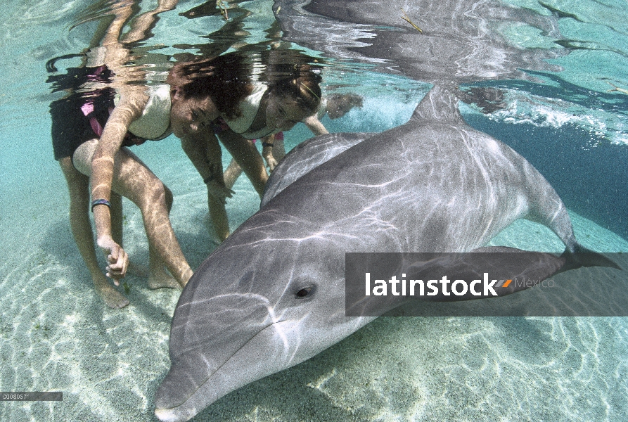 Delfín mular (Tursiops truncatus) interactuando con los niños en el programa de Dolphin Quest Learni