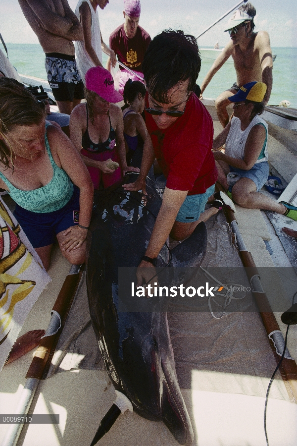 Investigador de delfines (Tursiops truncatus) mular examen conductor Randy Wells como ayuda de volun