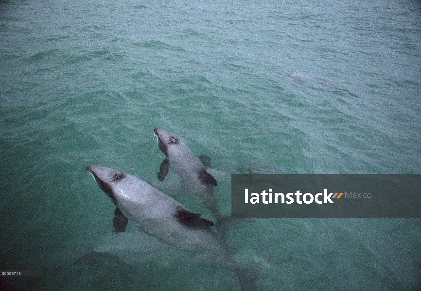 Par de delfines (Cephalorhynchus hectori) Hector superficie en Bahía, en peligro de extinción, Penín