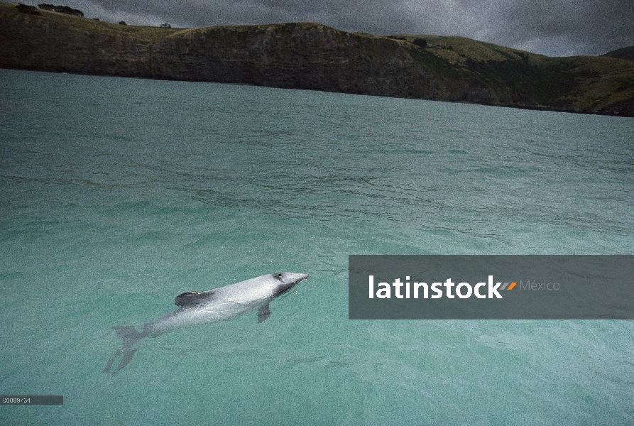 Delfín de Héctor (Cephalorhynchus hectori) superficie en Bahía, en peligro de extinción, Península d