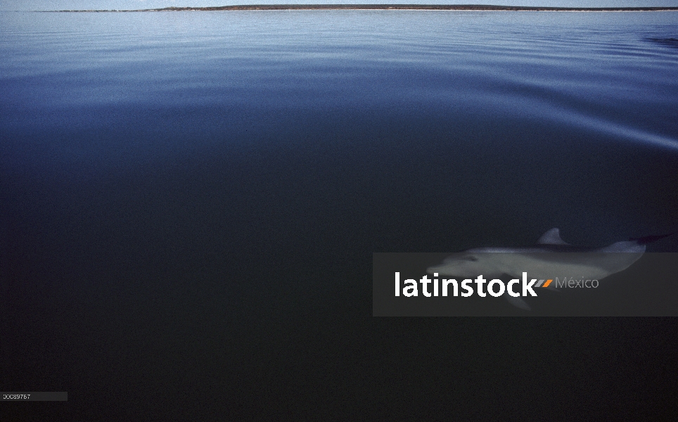 Delfín mular (Tursiops truncatus) nadar bajo el agua, Australia