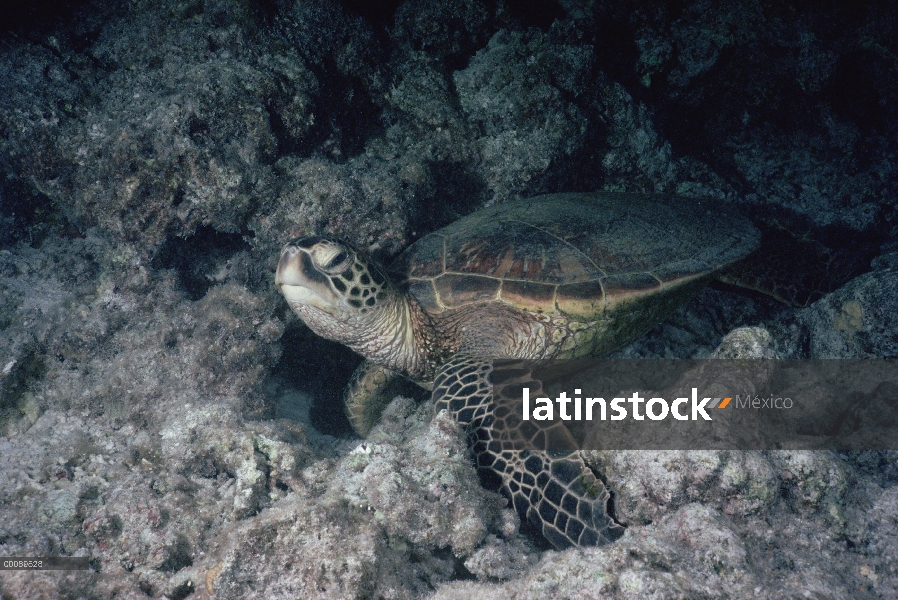 Tortuga verde (Chelonia mydas) submarinos, Hawaii