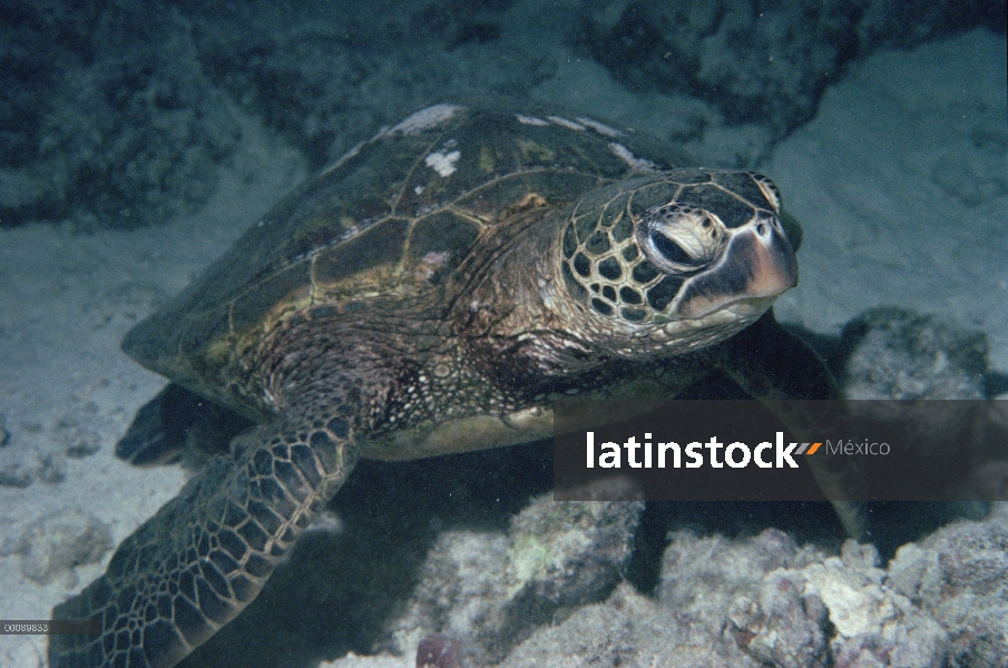 Tortuga verde (Chelonia mydas) submarinos, Hawaii