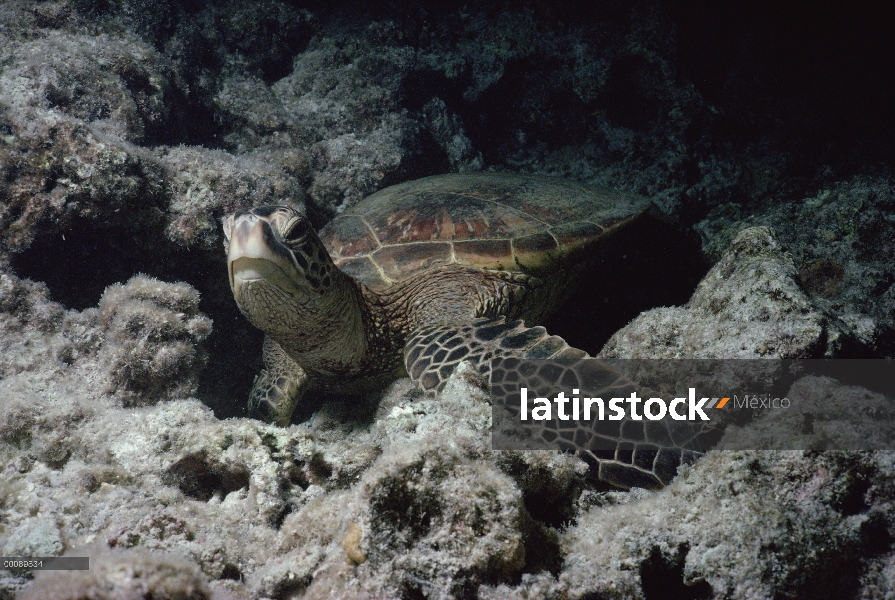 Tortuga verde (Chelonia mydas) submarinos, Hawaii