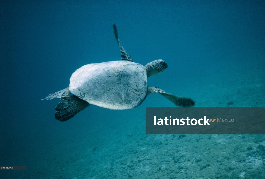 Tortuga del mar verde (mydas de Chelonia) natación, Hawaii