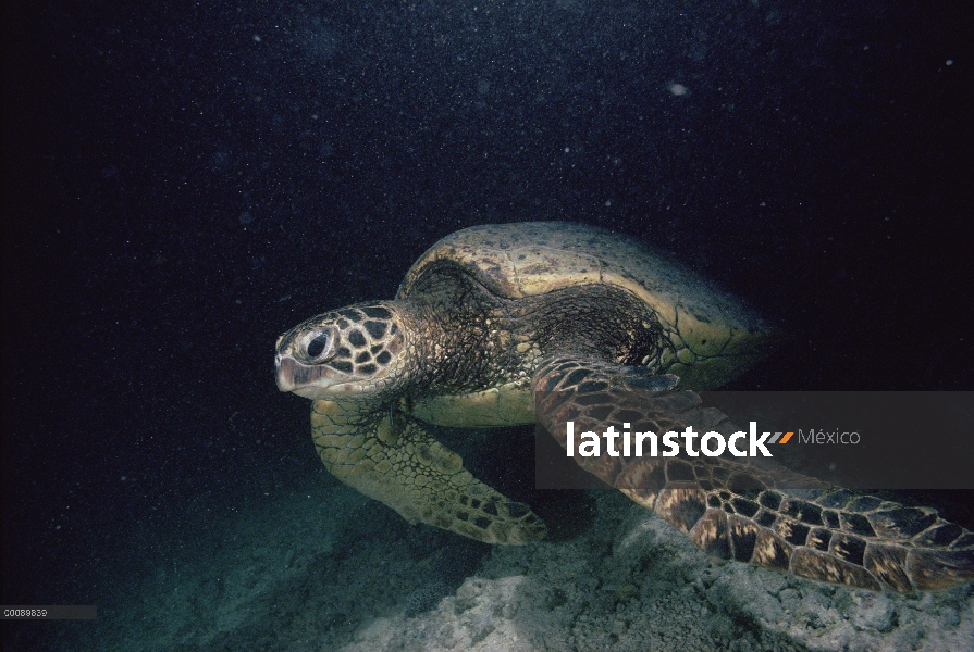 Tortuga verde (Chelonia mydas) submarinos, Hawaii