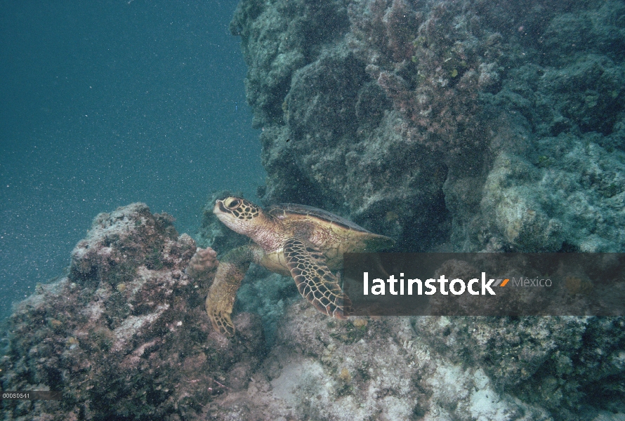 Tortuga verde (Chelonia mydas) submarinos, Hawaii