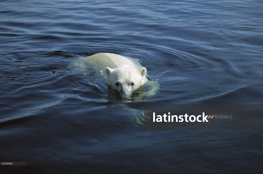 Oso polar (Ursus maritimus) nadando, Wager Bay, Canadá