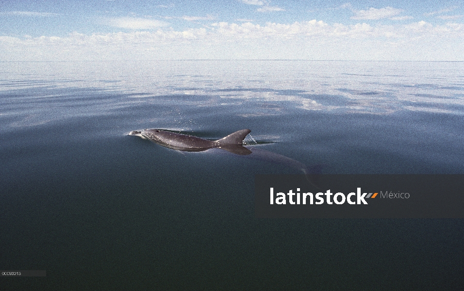 Delfín mular (Tursiops truncatus) superficie a respirar, Australia