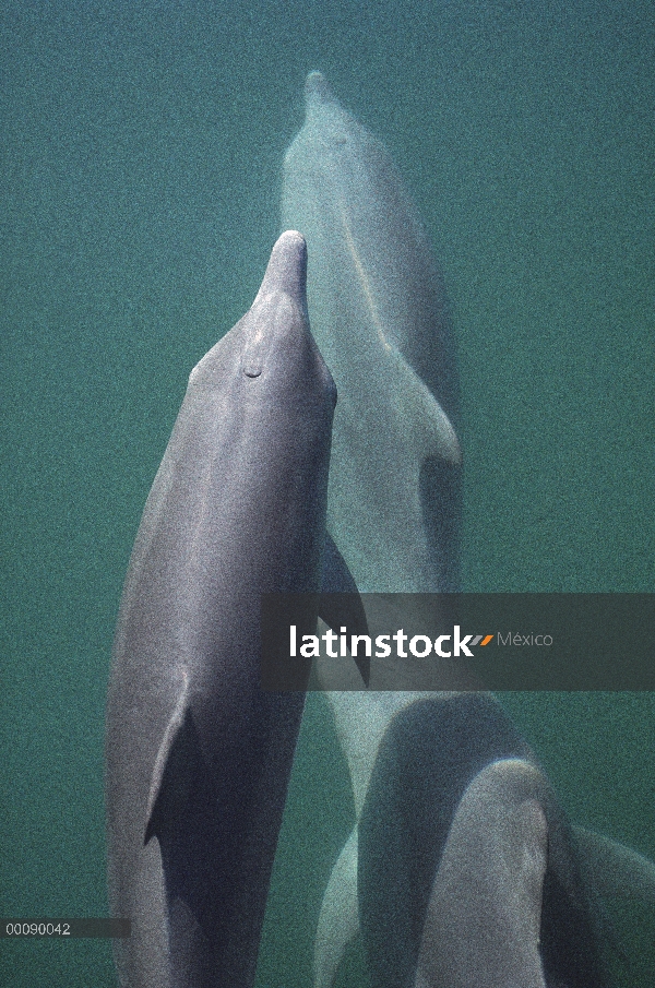 Trío de delfines (Tursiops truncatus) mular surfacing, Shark Bay, Australia