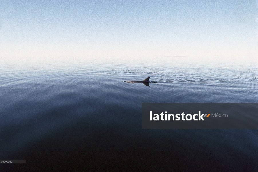 Delfín mular (Tursiops truncatus) superficie, Shark Bay, Australia