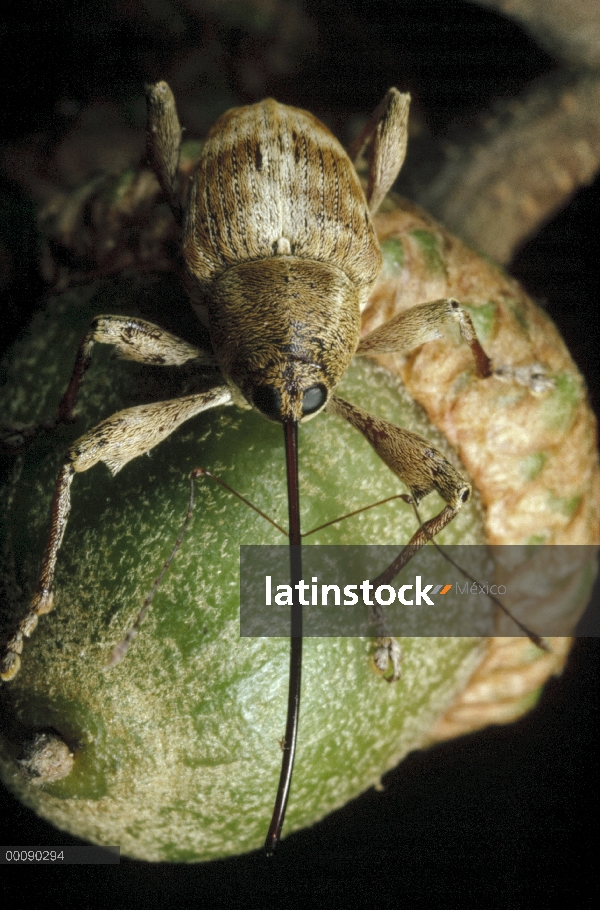 Roble negro de bellota picudo (músculo recto Curculio) en bellota, Massachusetts