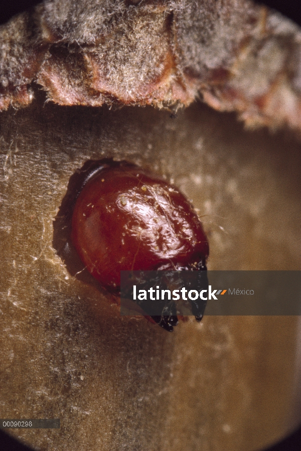 Del picudo negro roble bellota (músculo recto Curculio) grub emergentes de bellota, bosque estatal d