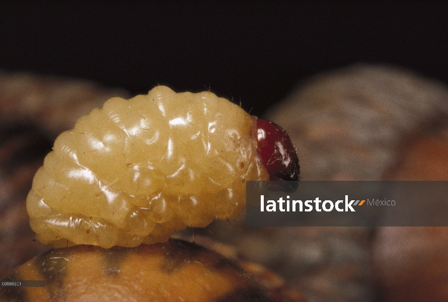 Del picudo negro roble bellota (músculo recto Curculio) grub aparición, bosque estatal de Myles Stan