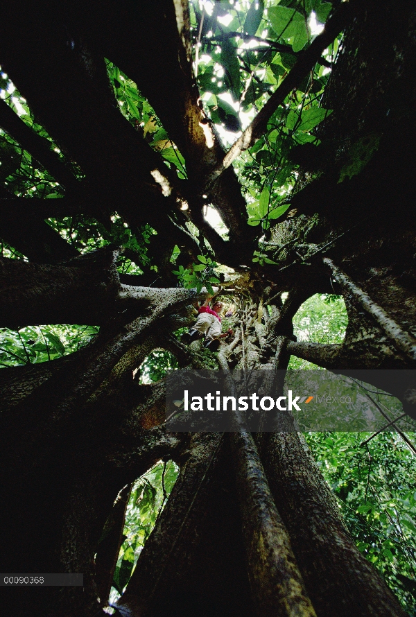 Investigador en cáscara de árbol de higo (Ficus sp) después de árbol ha muerto, Costa Rica