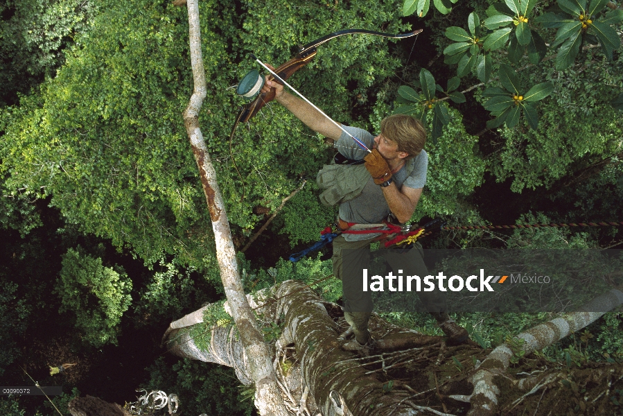 Investigador Tim Laman en árbol, dispara la flecha en el dosel del bosque lluvioso, Borneo