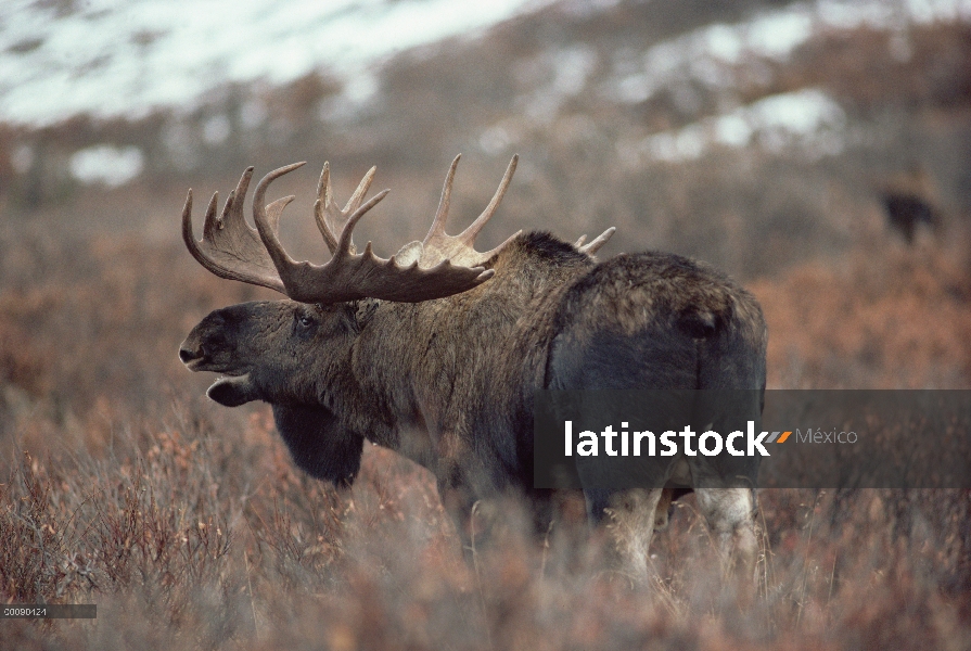 Hombre de alces de Alaska (Alces alces gigas) para mujer, Alaska