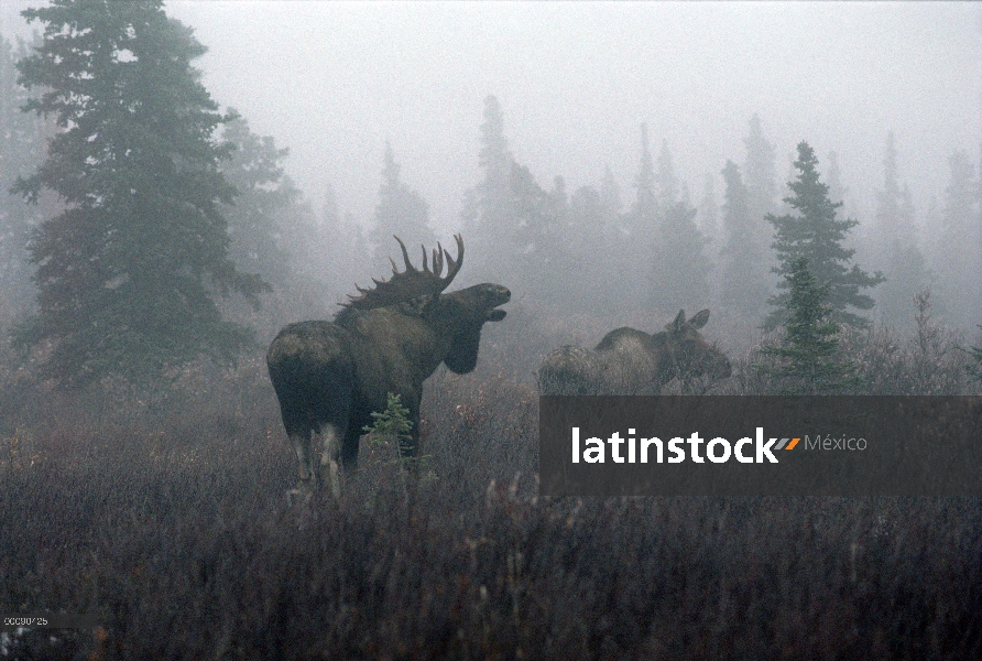 Hombre de alces de Alaska (Alces alces gigas) llamando a la hembra en estro, Alaska