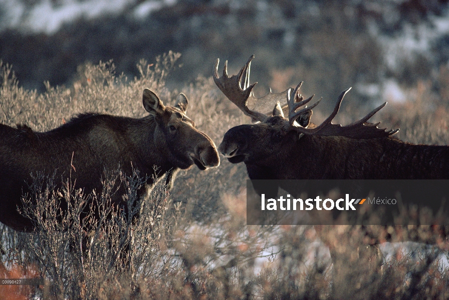 Alce de Alaska (Alces alces gigas) macho hembra en estro, Alaska se acerca