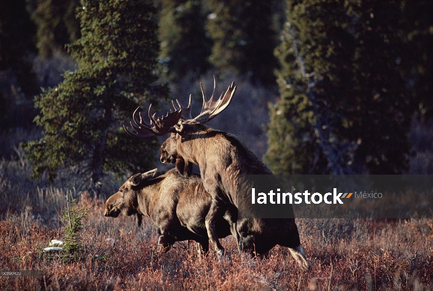 Alce de Alaska (Alces alces gigas) apareamiento par, Alaska