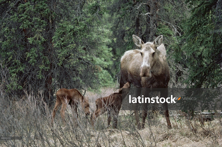 Alce de Alaska (Alces alces gigas) de la vaca de enfermería uno de los dos terneros, bosque boreal, 