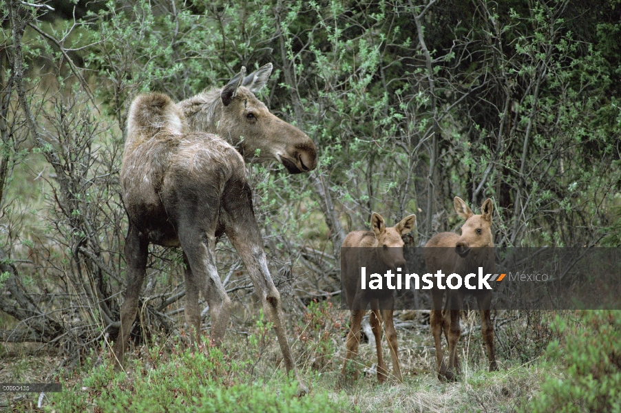 Terneros de la vaca de los alces de Alaska (Alces alces gigas) y twin, bosque boreal, Alaska