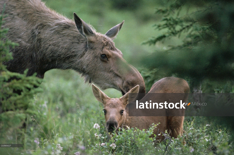 Alce de Alaska (Alces alces gigas) con ternero, bosque boreal, Alaska