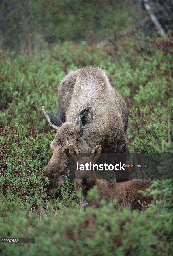 Vaca de los alces de Alaska (Alces alces gigas) y pantorrillas reclinables, Alaska