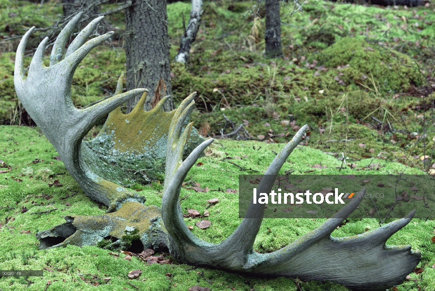 Alce de Alaska (Alces alces gigas) cráneo y cuernos, Alaska